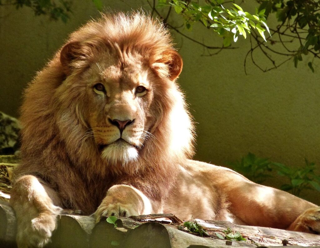 lion king subliminal messages